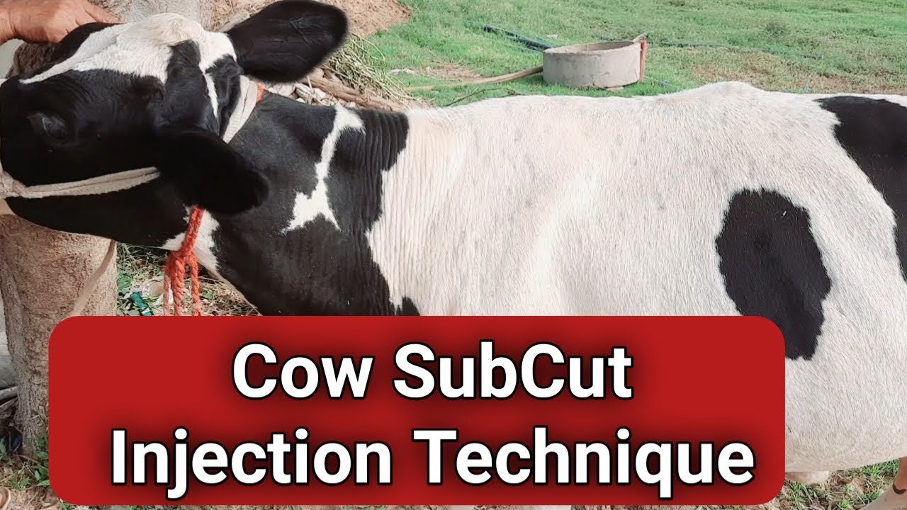 Cow ko SC injection kaise lagaye   / subcut injection in cow  Ramawat Vets Club