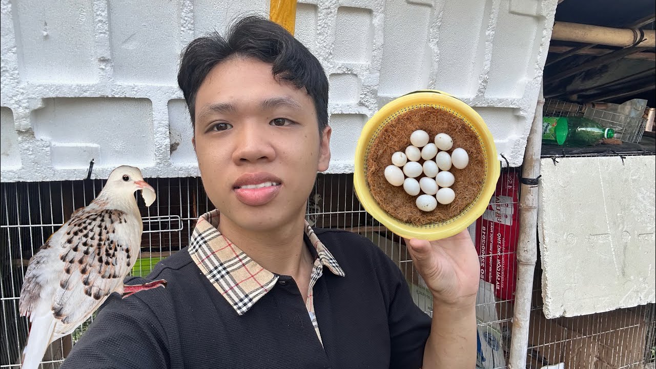 🔴 Soi trứng chim cu gáy sinh sản và cái kết 🫠