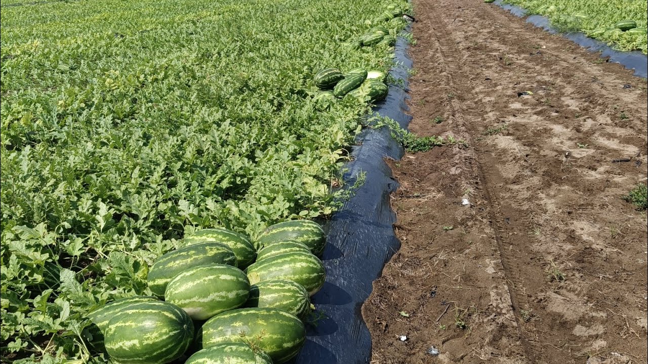 Éxito en la producción de sandía. 