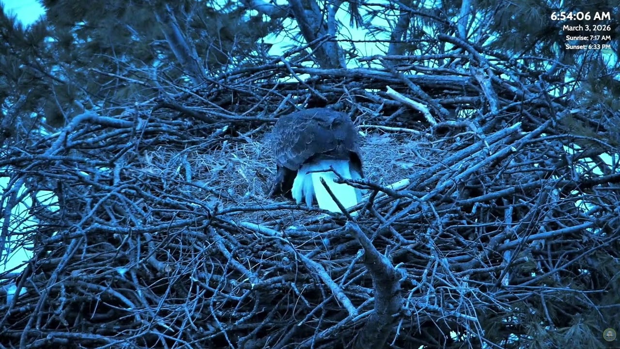 🥚 Harry Sees and Incubates Egg #1 for the First time! 🦅💙 Great Lakes Bald Eagle Cams ~ 3-3-2026