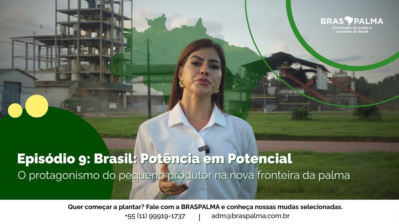 Potência em Potencial: O Protagonista do Pequeno Produtor na Nova Fronteira da Palma
