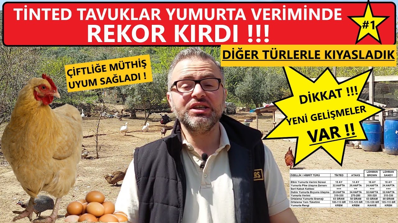 BU TAVUĞU SEÇEN PARA KAZANIR ! | TİNTED YENİLENDİ | YUMURTA TOPLAMA | #köyhayatı #hayvancılık #tavuk