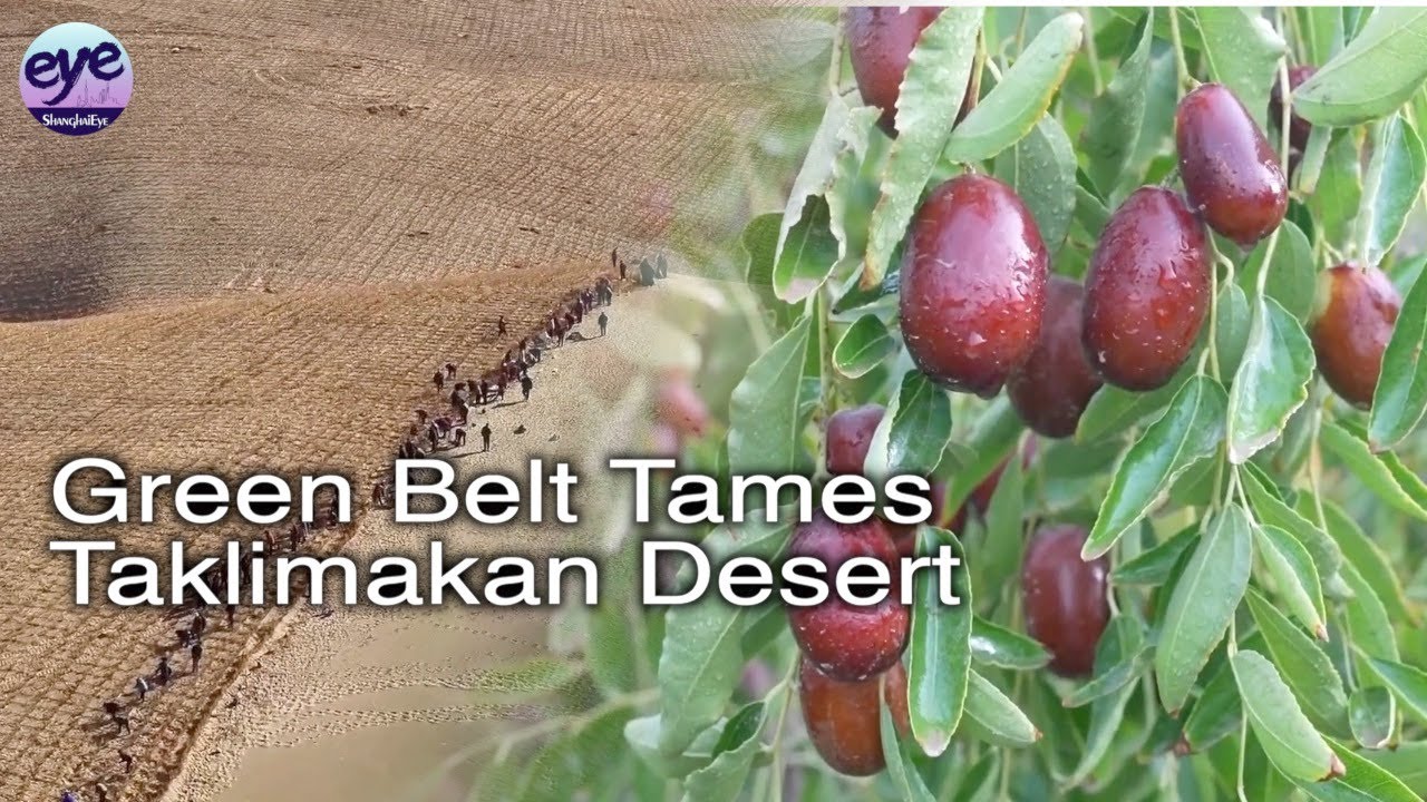 Man-made green belt transforms Taklimakan desert, enables plant cultivation