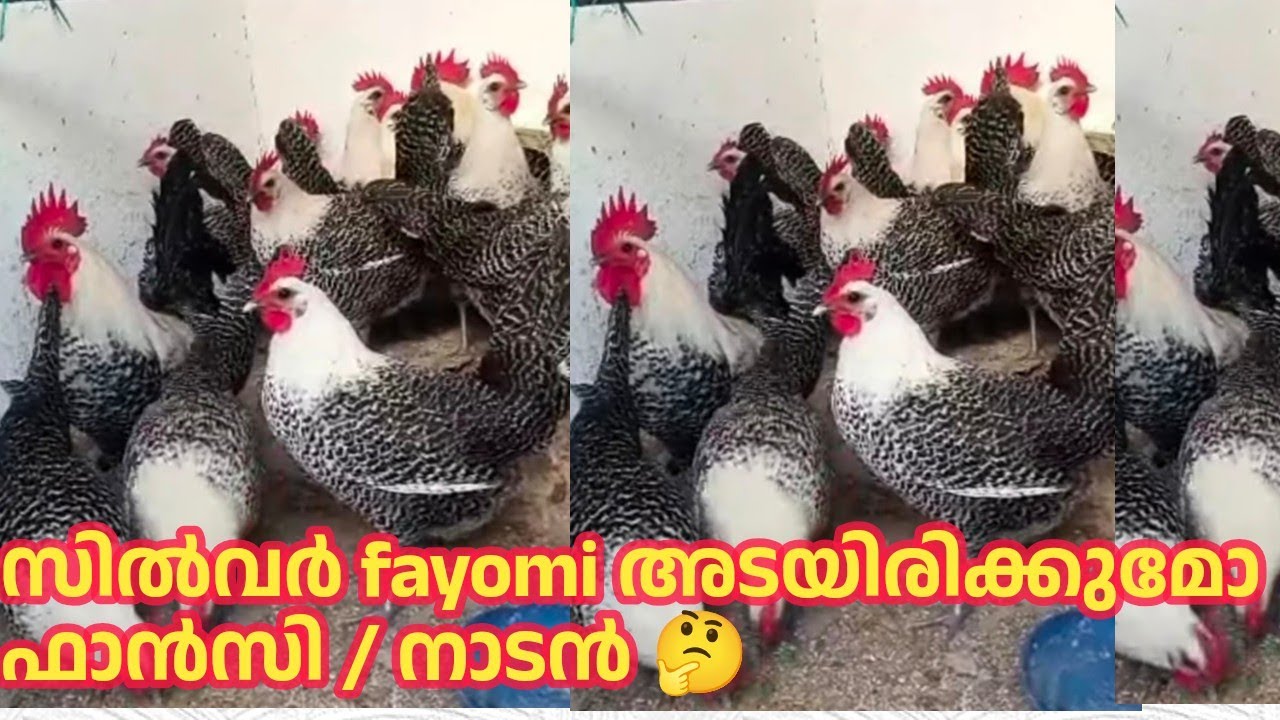 മിസ്സിരി സുന്ദരി കൾ, സിൽവർ ഫയോമിന്റെ വിശേഷം,  