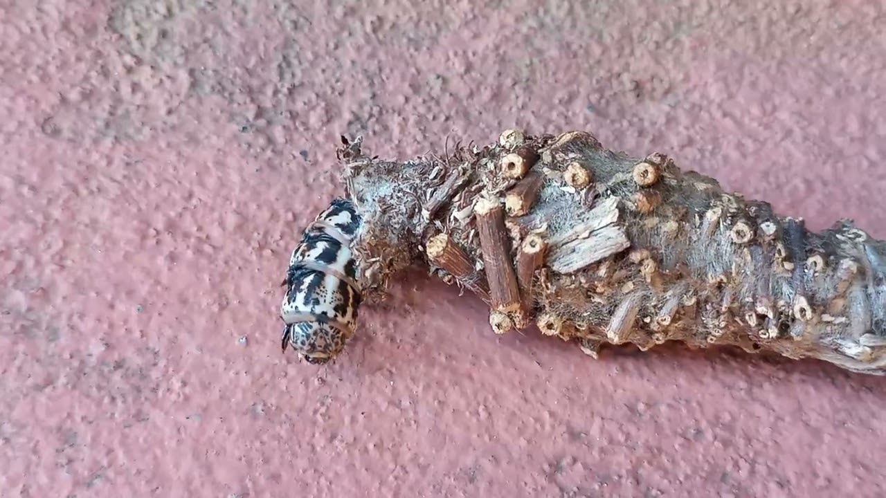 Bicho do Cesto no meu quintal. Natureza linda.