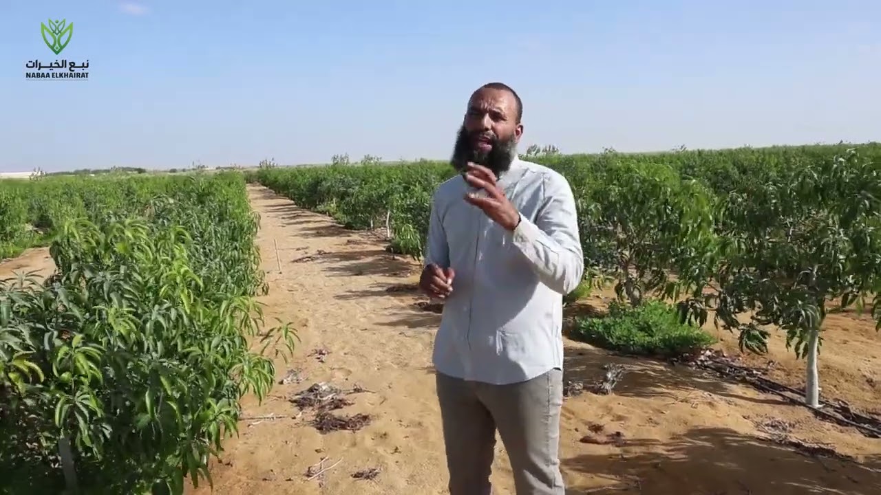 اقل مساحه ممكن تزرعها في الصحراء