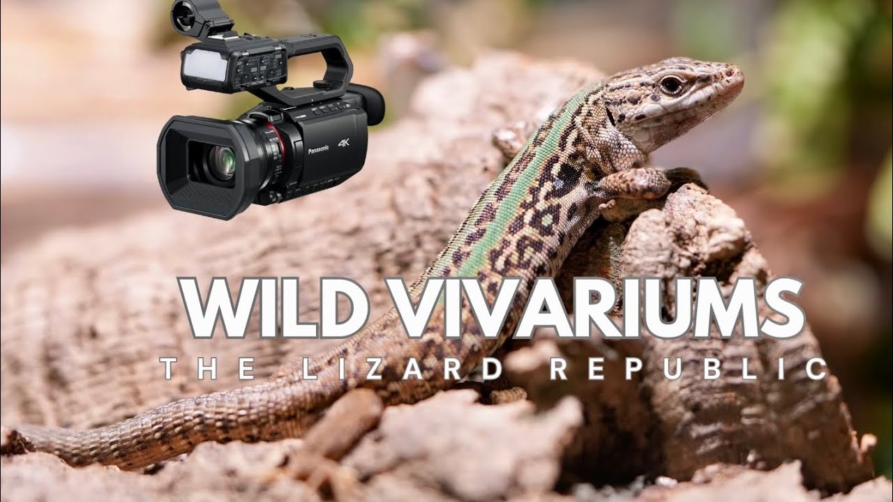 Italian Wall Lizards: A Fight for Survival in the Vivarium
