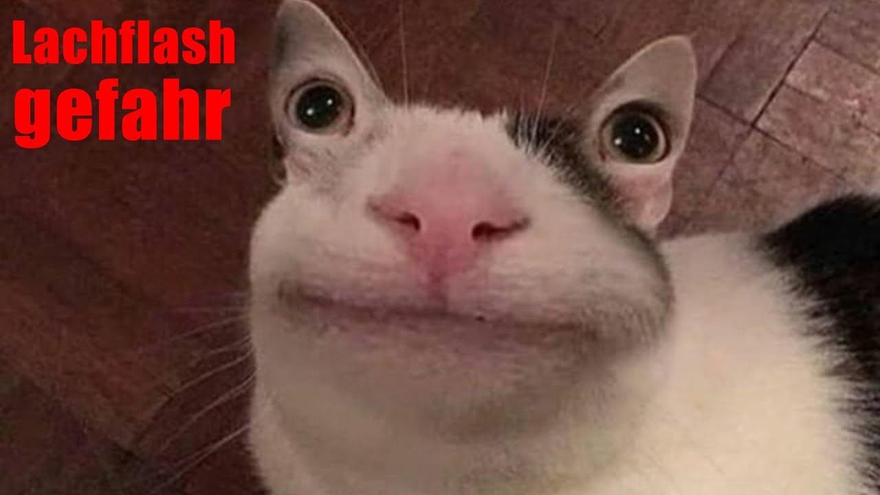 Meine Zuschauer haben mir Katzenbilder geschickt...