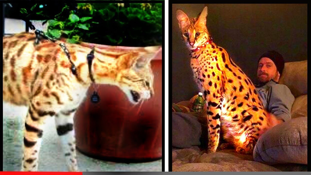 Um Gato gigante com alma de CACHORRO [conheça o gato Savannah]