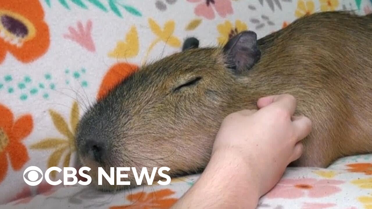 Capybara cafe helps animal sanctuary with unique experience