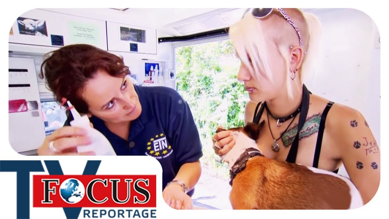 Ärztin der Straßenhunde - das HundeDoc-Mobil | Focus TV Reportage