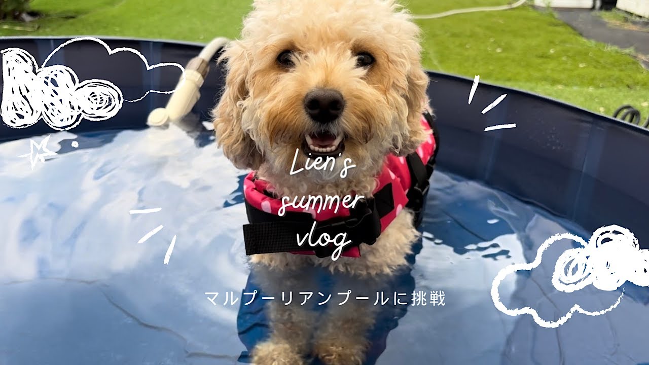 【マルプーリアンプールに挑戦】リアンちゃん犬型バッグと化す！