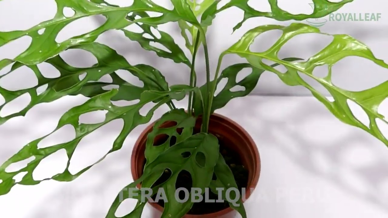 🌱 Monstera obliqua Peru