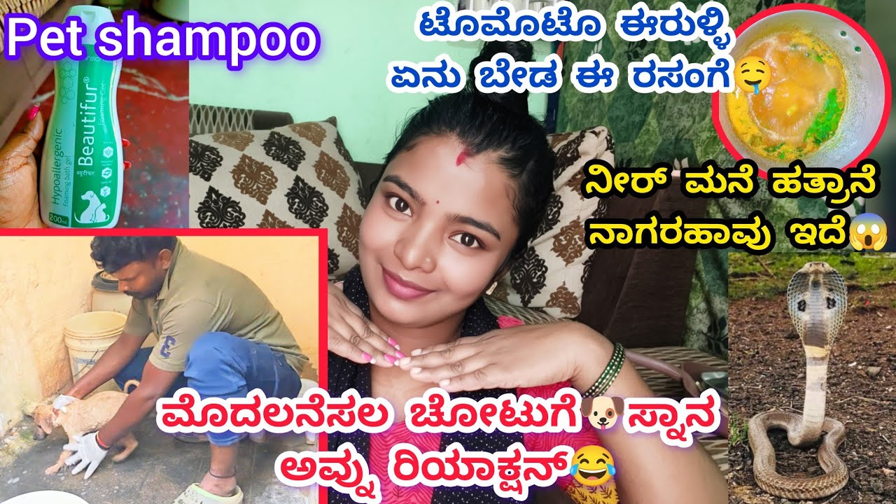 548vlog...womens day ಆದ್ರು ಹೆಣ್ಮಕ್ಳುಗೆ ಮನೆ ಕೆಲ್ಸ ತಪ್ಪಿದ್ದಲ್ಲ😂/ಚೋಟು ಓಡಾಡು ಹತ್ರಾನೆ ಹಾವು ಇದೆ ಎನ್ ಮಾಡೋದು