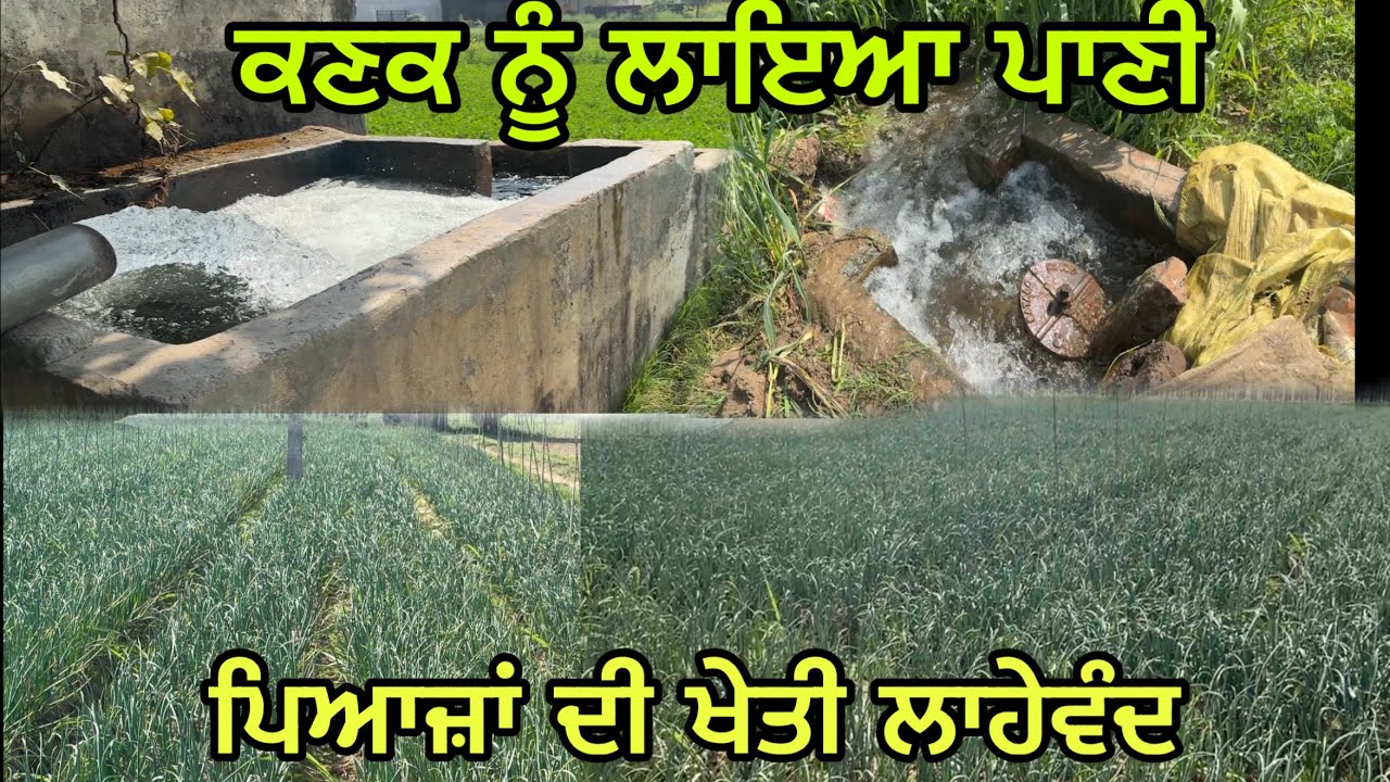 ਜੇ ਰੇਟ ਮਿਲੇ ਤਾਂ ਪਿਆਜ਼ਾਂ ਦੀ ਖੇਤੀ ਲਾਹੇਵੰਦ ਖੇਤੀ// ਕਣਕ ਨੂੰ ਲਾਇਆ ਅਖੀਰਲਾ ਪਾਣੀ @jagatmasad 