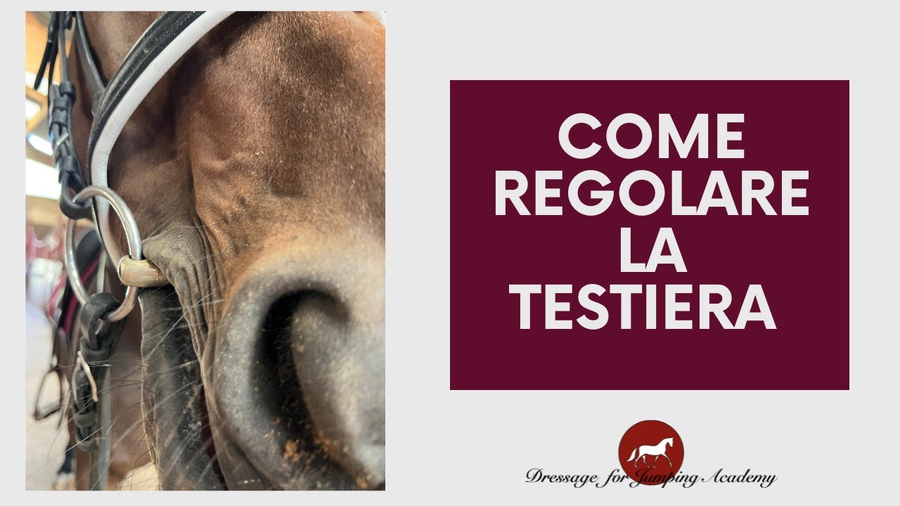 bridle fitting: come regolare la testiera #cavalli #equitazione #dressageforjumping
