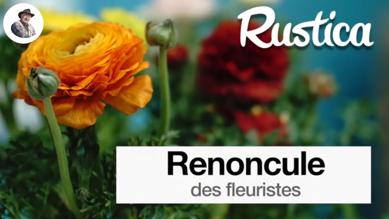 La renoncule des fleuristes