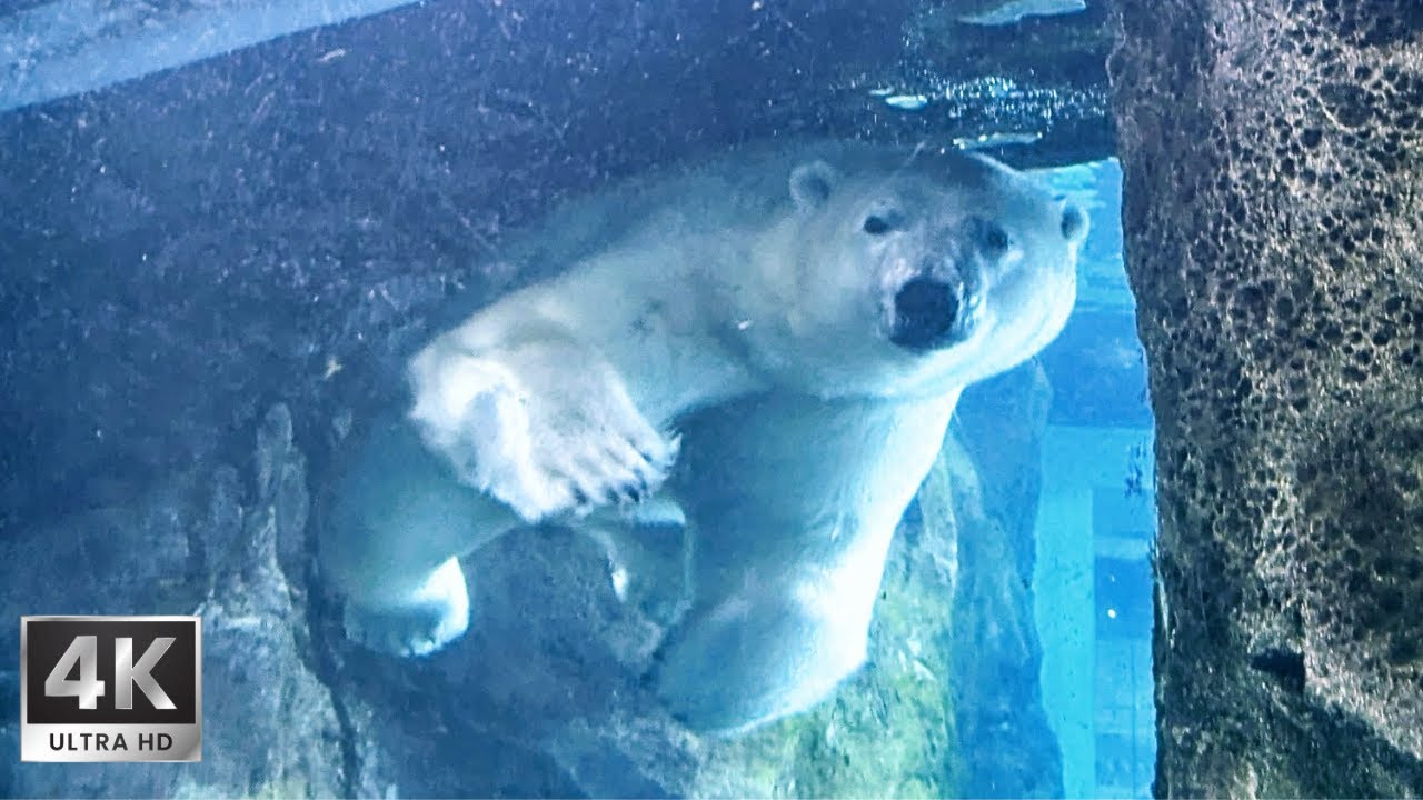 Swimming Polar Bears, Hungry Snow Leopards & Rare White Bison 🐻‍❄️🐆🦬