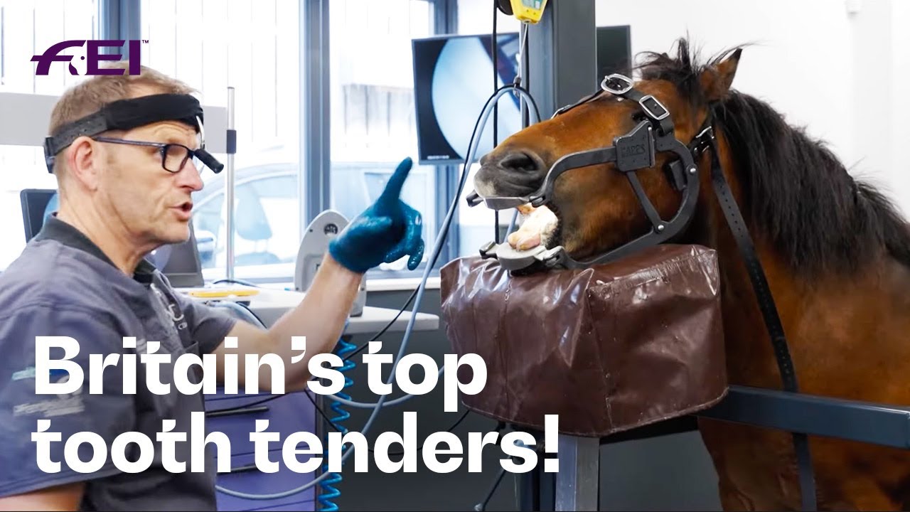 Europe’s 1st & finest veterinary practice specialising in 🐴 dentistry | RIDE presented by Longines