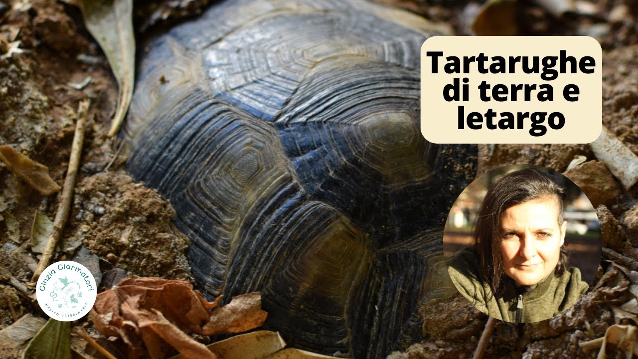 Tartarughe di terra e letargo. Cosa dobbiamo sapere?