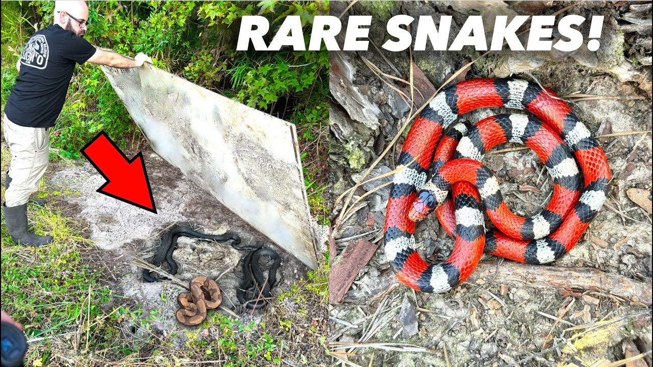 Flipping Tin For RARE Snakes! Epic North Carolina Snake Hunting!