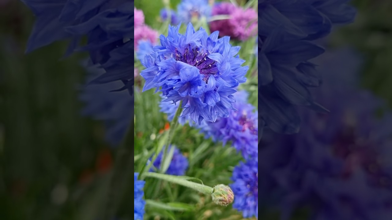How I Save Cornflower Seeds | End-of-Season Wildflower Ritual
