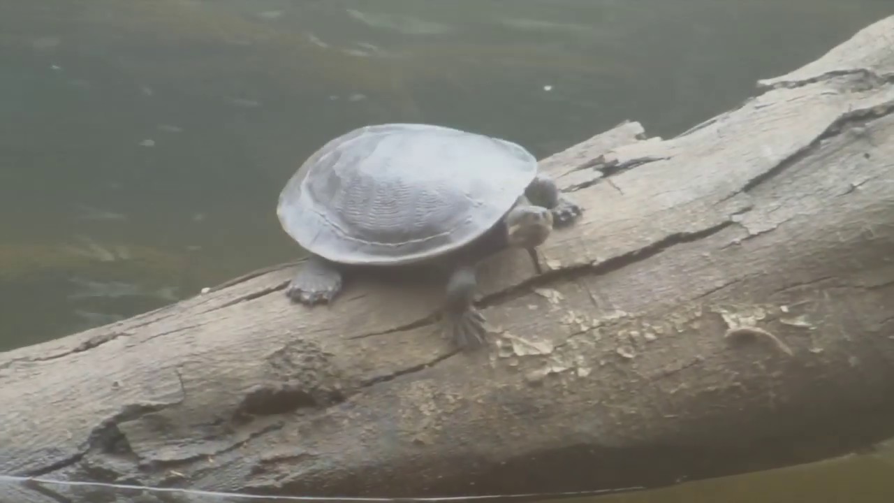 Australian Freshwater turtles
