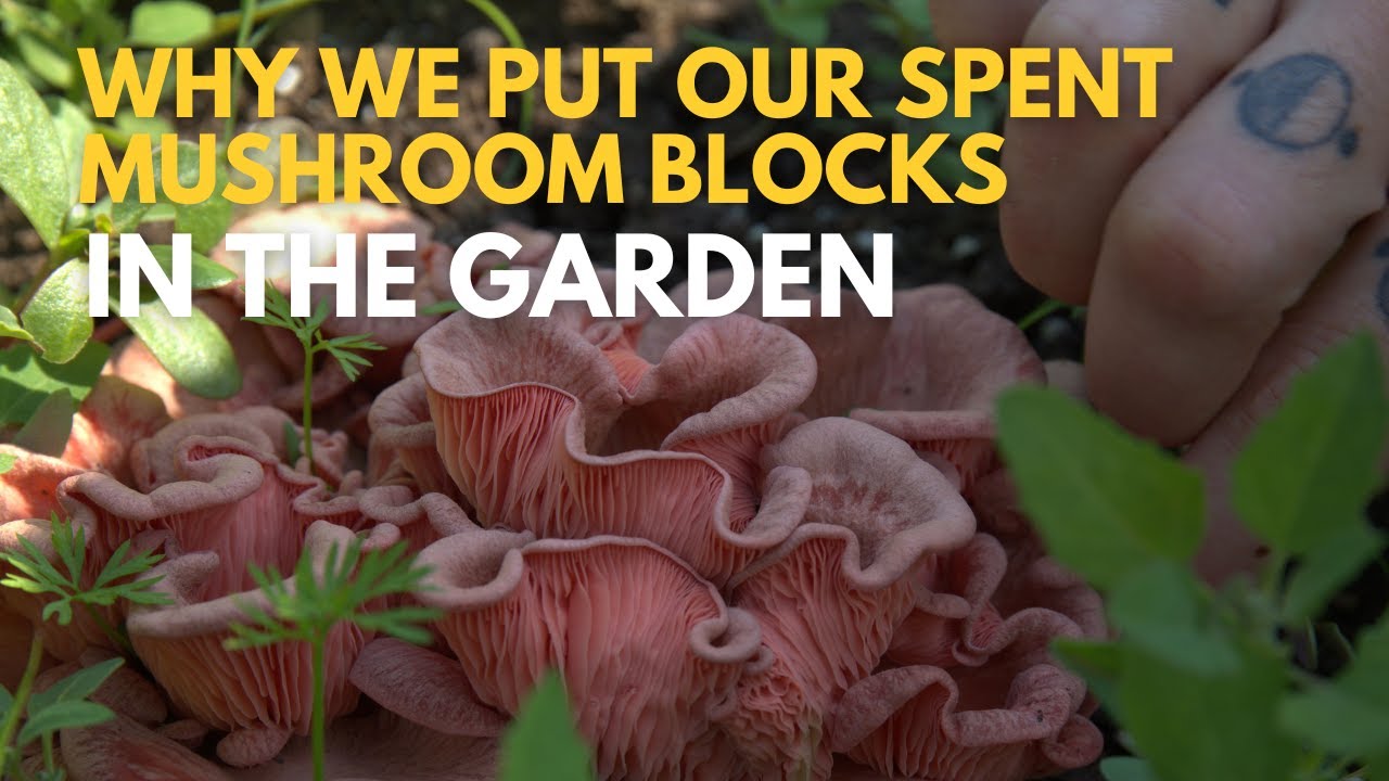 The Best Way To Compost Spent Mushroom Blocks