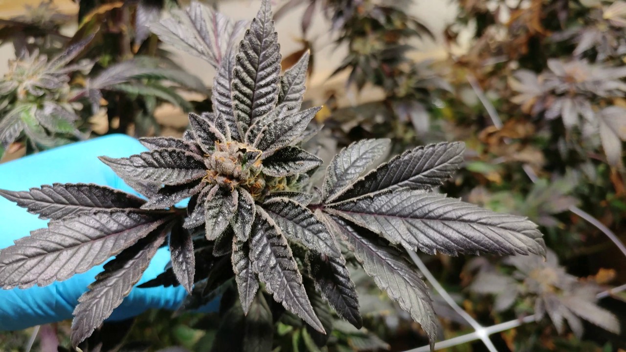 Spectrum king led 600 watt grow day 73 of flower