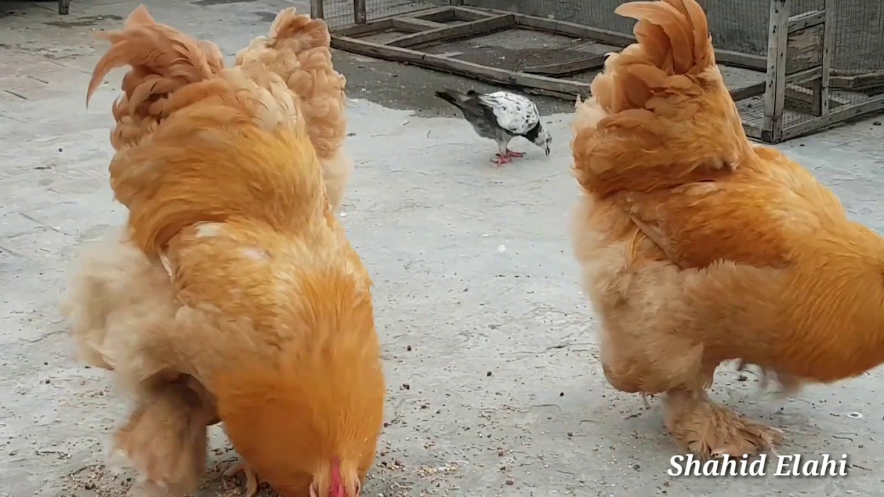 Golden Buff Hen | fancy Bird