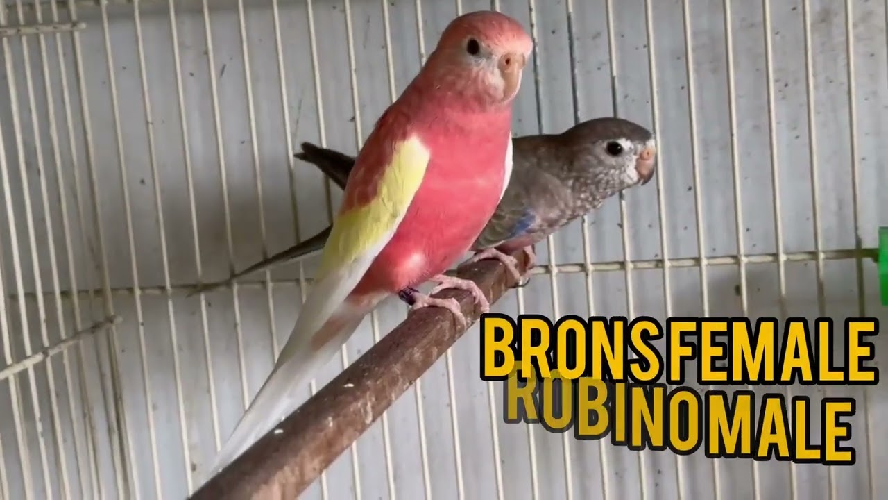 bourke parrot | Rosa bourke | robino bourki | types of burki