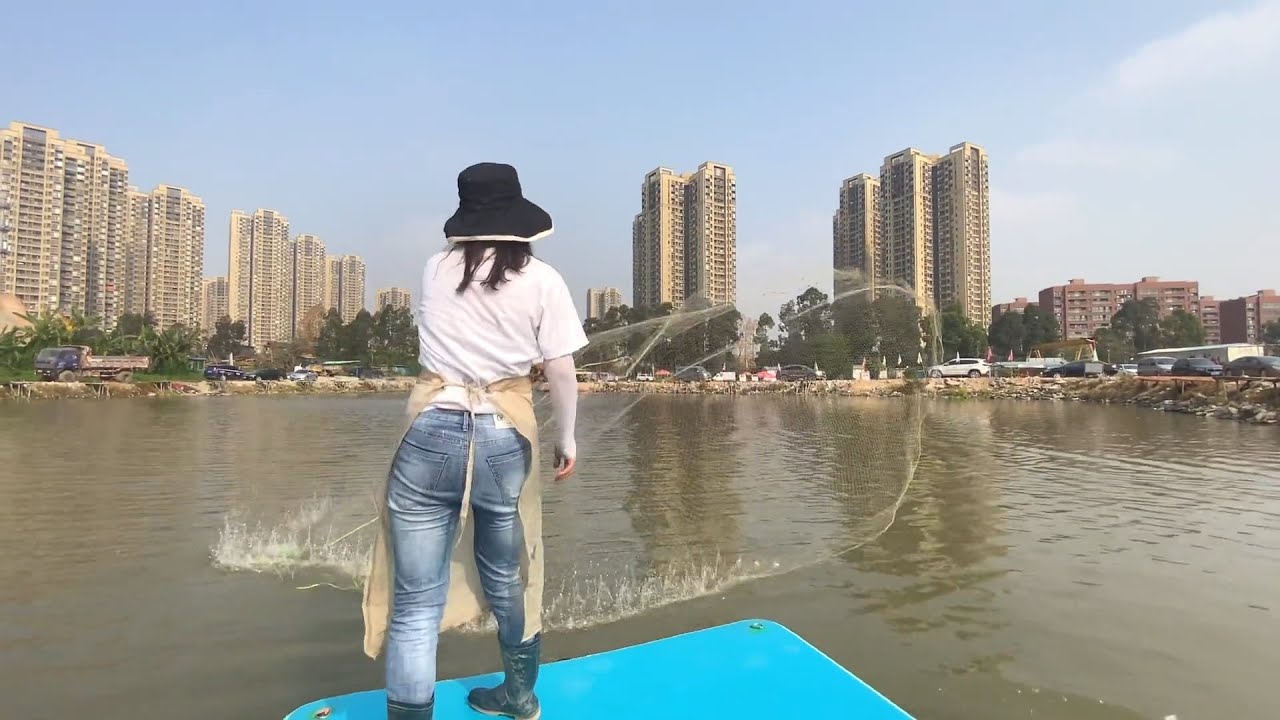 鱼没钓到，只好乘船撒网捕鱼一网就搞了60斤青鱼！网也破了