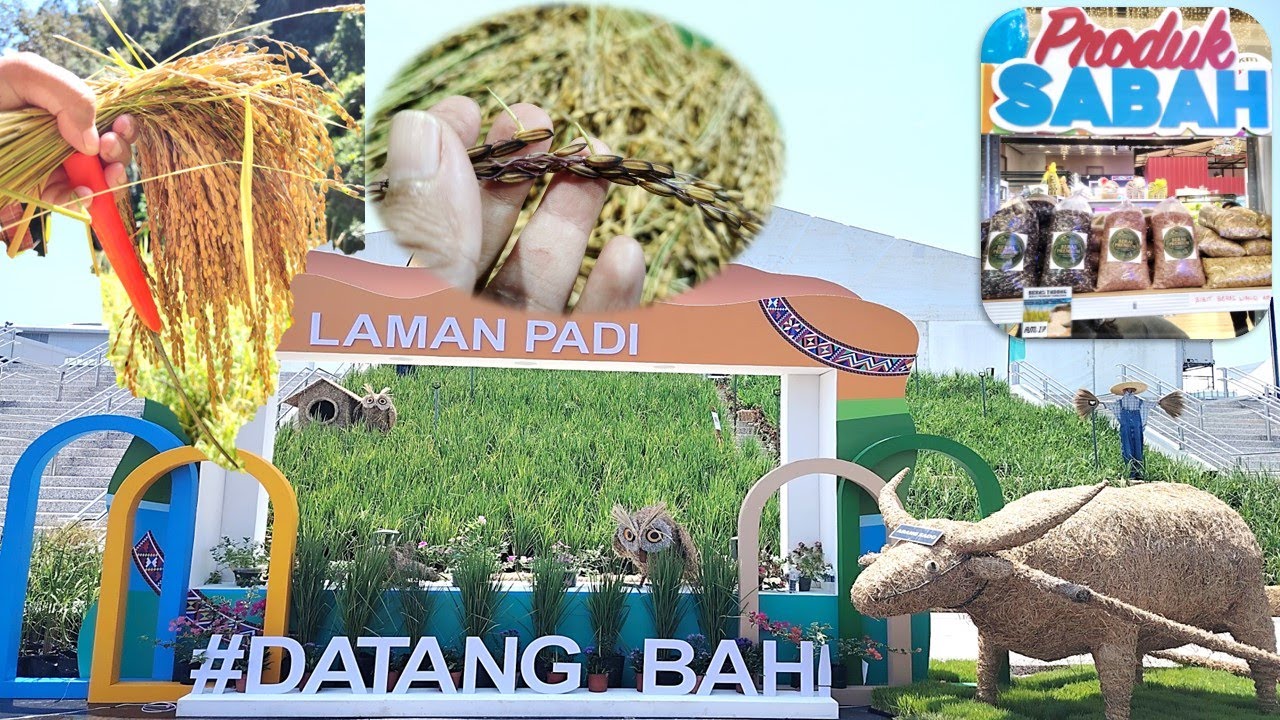 Episode 36 (Hill Forest Garden Mosumbu): 2025 Tambunan Hill Rice Cultivation, Satay Jawi Plaza Likas