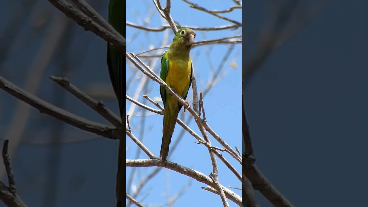 #Periquito da #catinga #cantando  na #natureza #shorts
