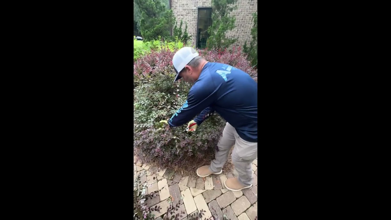 How to Selectively prune Loropetalum part 1