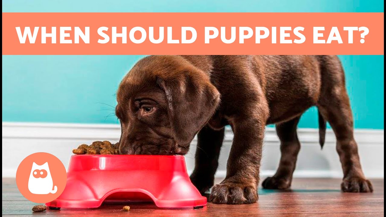 Сколько раз в день нужно кормить щенка? 🐶🍖 (Расписание питания)
