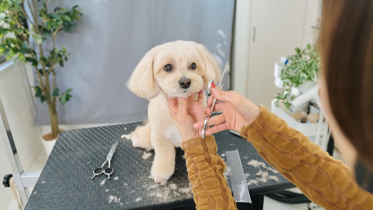 寂しがりやなマルプー。なんとか一人で頑張りました！