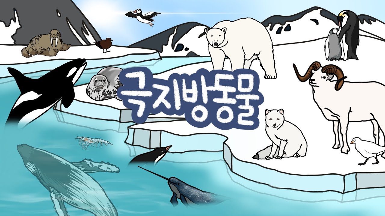 남극 & 북극에는 어떤 동물들이 살고 있을까? | 극지방동물 | 저자극유아영상 | 추운곳에 사는 친구들을 만나보아요 | 키즈드로우