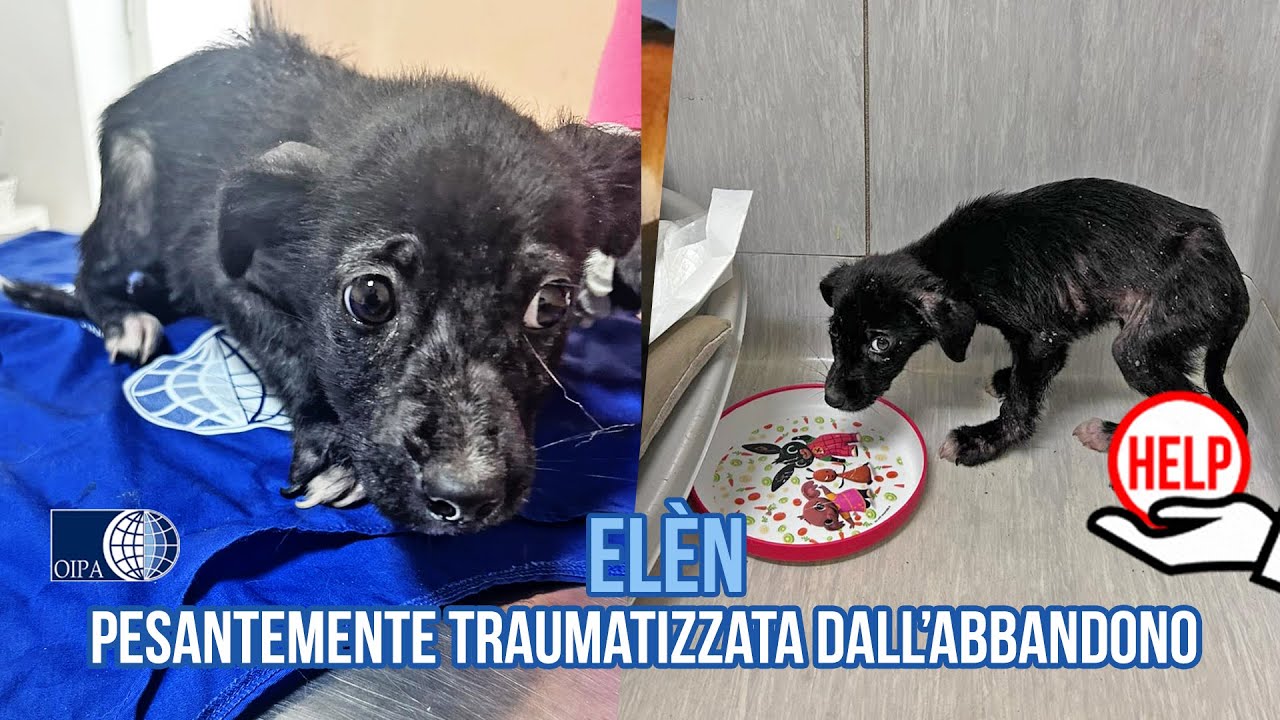 Gli Angeli blu di Benevento salvano Elèn, cucciola traumatizzata dall’abbandono.