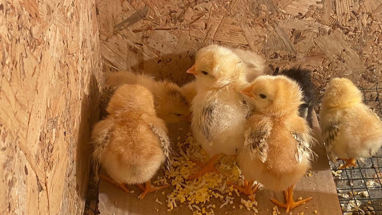 Civcivleri 🐥 Anakucağına aldık~Kümese Sansar Dadandı Bıldırcınlar malesef 😢😢