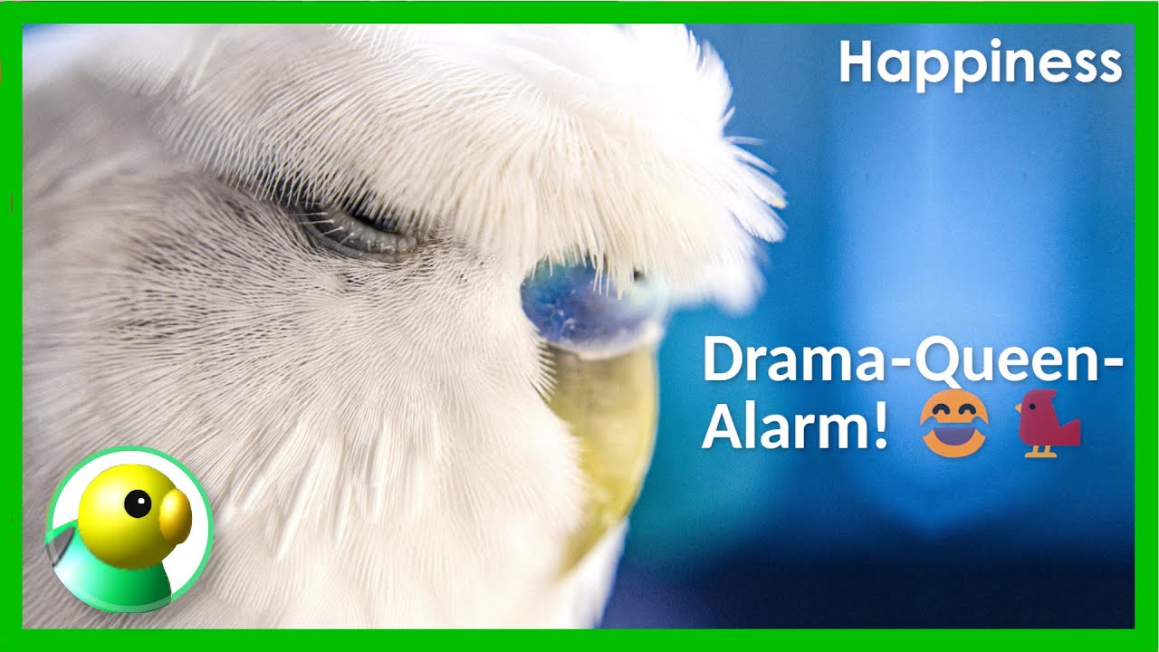 10 Things Your Budgies HATE About You – No. 7 Hurts! 😂🐦