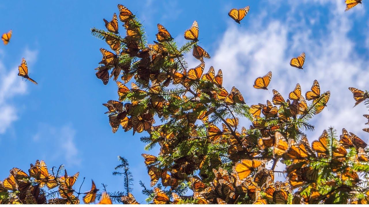 Different types of Butterfly