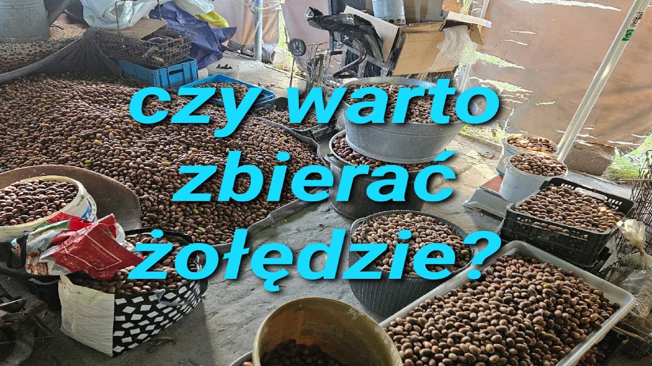 zbiór żołędzi czy to się opłaca?