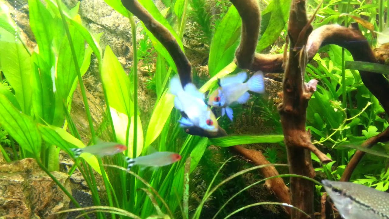 Mikrogeophagus ramirezi „Electric Blue