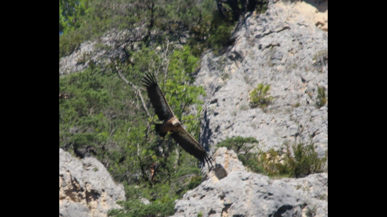 NATUR PUR   House of Vultures 2022, Geier der Jonteschlucht