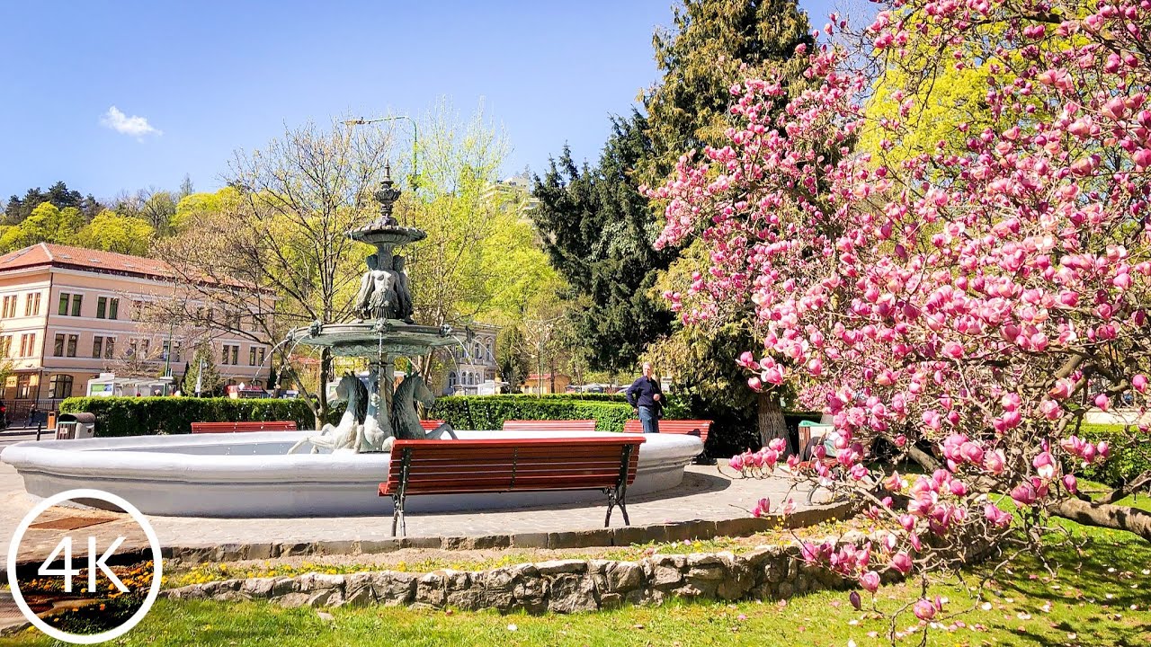 Walking in Central Park in Brasov- Transilvania | Spring  Magnolia Blossoms-4K🌸 Relaxin Nature Walk