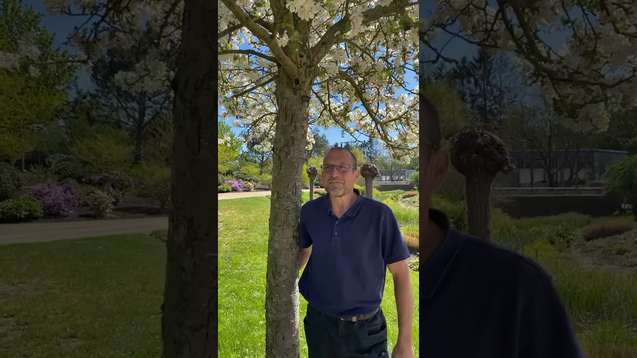 Bl&uuml;te der Zier&auml;pfel im Park der G&auml;rten | April 2020