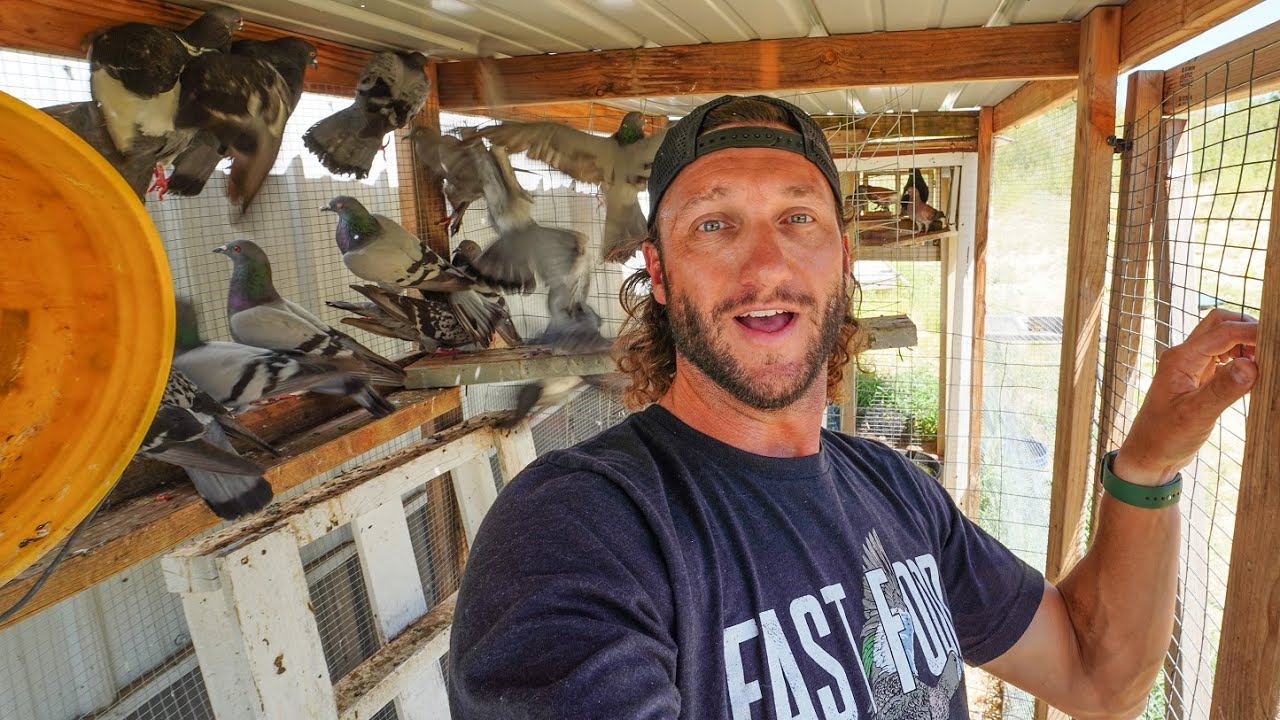 Trapping Pigeons Until My Loft is Full and My Plans For Them..