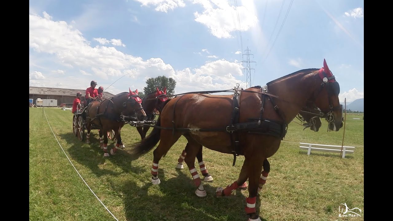 Concours d'Attelage Signy 2015 (CH) - Reportage Espritrait