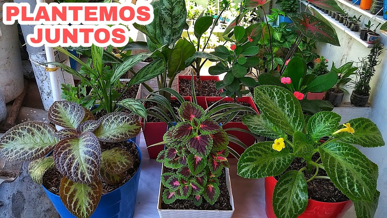 Trasplantando Plantas a las Nuevas Macetas ¡QUEDARON PRECIOSAS!